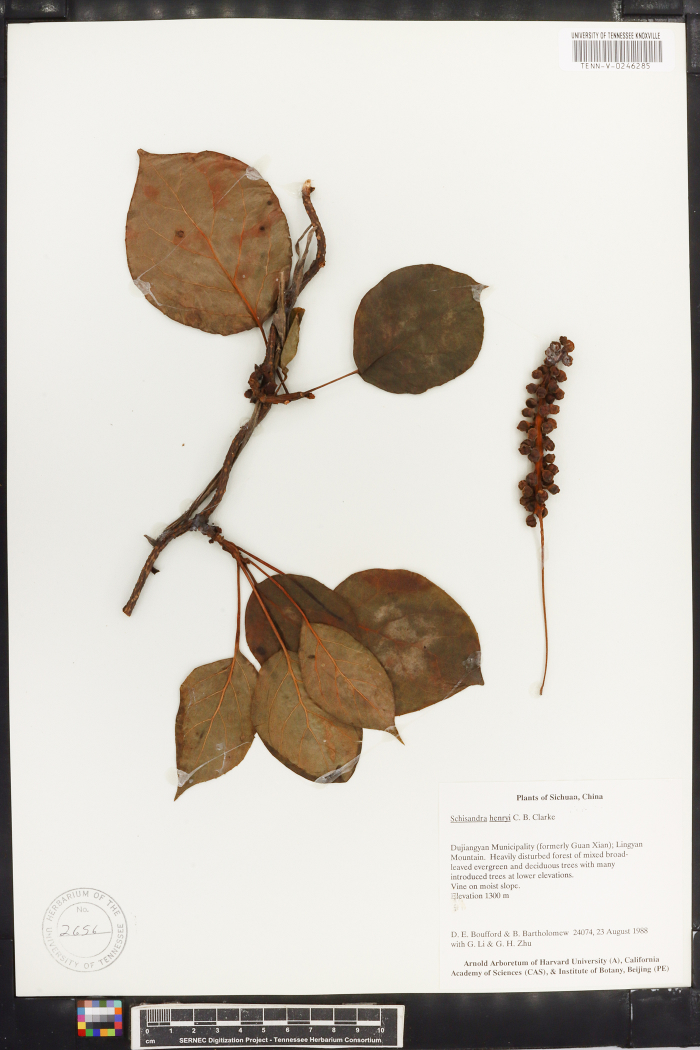 Schisandra henryi image