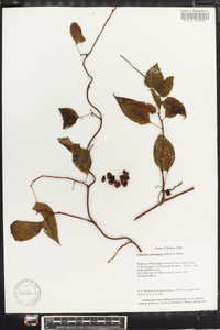 Schisandra sphenanthera image