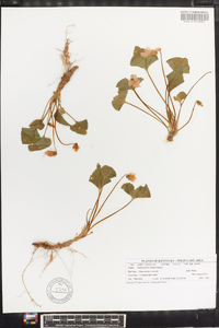 Viola sororia var. sororia image