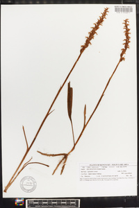 Spiranthes cernua image