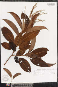 Oxydendrum arboreum image