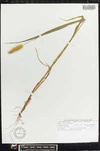 Setaria pumila image