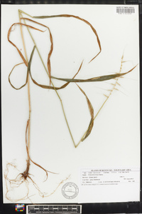 Elymus hystrix image