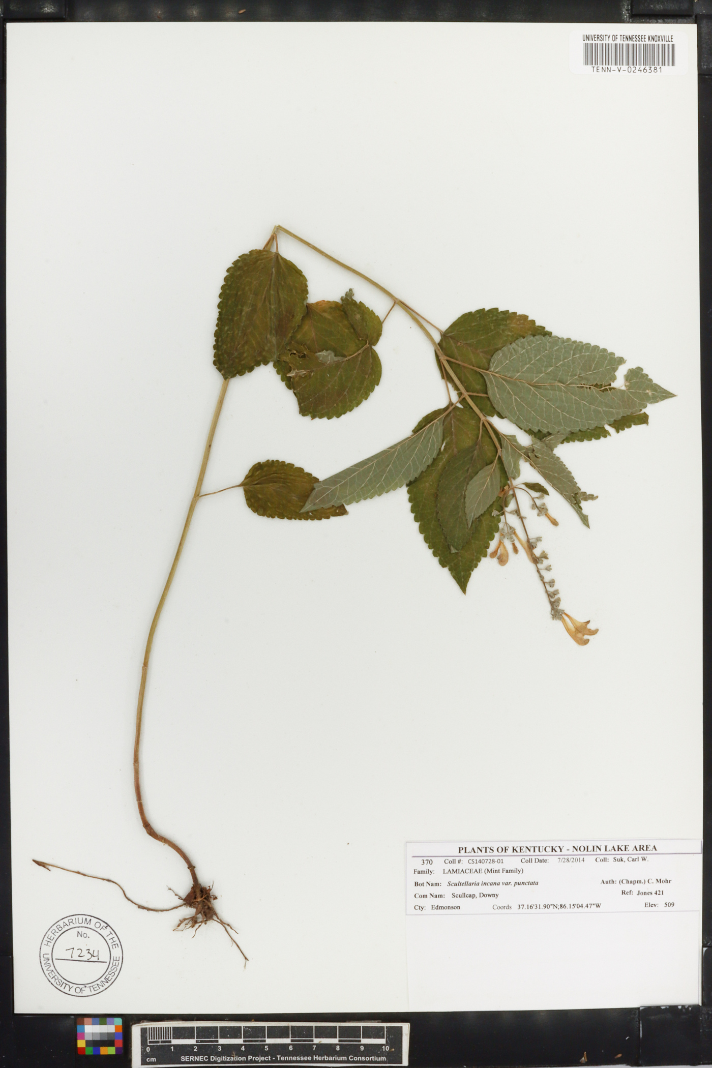 Scutellaria incana var. punctata image