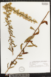 Solidago erecta image