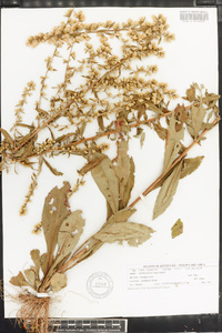 Solidago erecta image