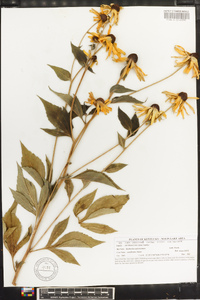 Rudbeckia subtomentosa image