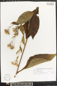 Parthenium integrifolium image