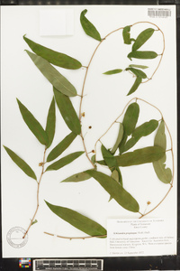 Schisandra propinqua image