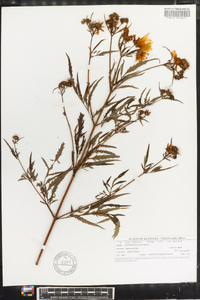 Bidens polylepis image