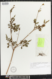 Bidens bipinnata image