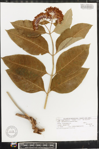 Asclepias purpurascens image