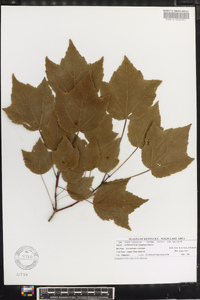 Acer rubrum var. trilobum image