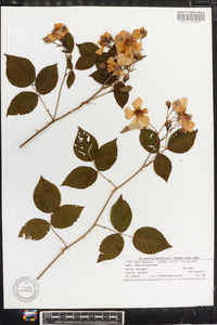 Rosa setigera image