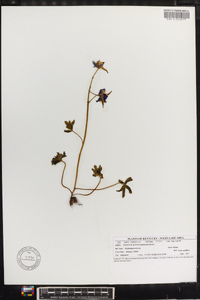 Delphinium tricorne image