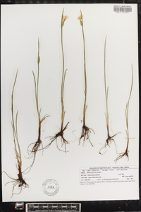 Sisyrinchium albidum image