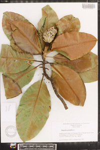 Magnolia grandiflora image