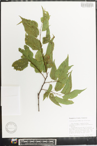 Celtis laevigata var. laevigata image