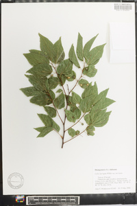 Celtis laevigata var. laevigata image