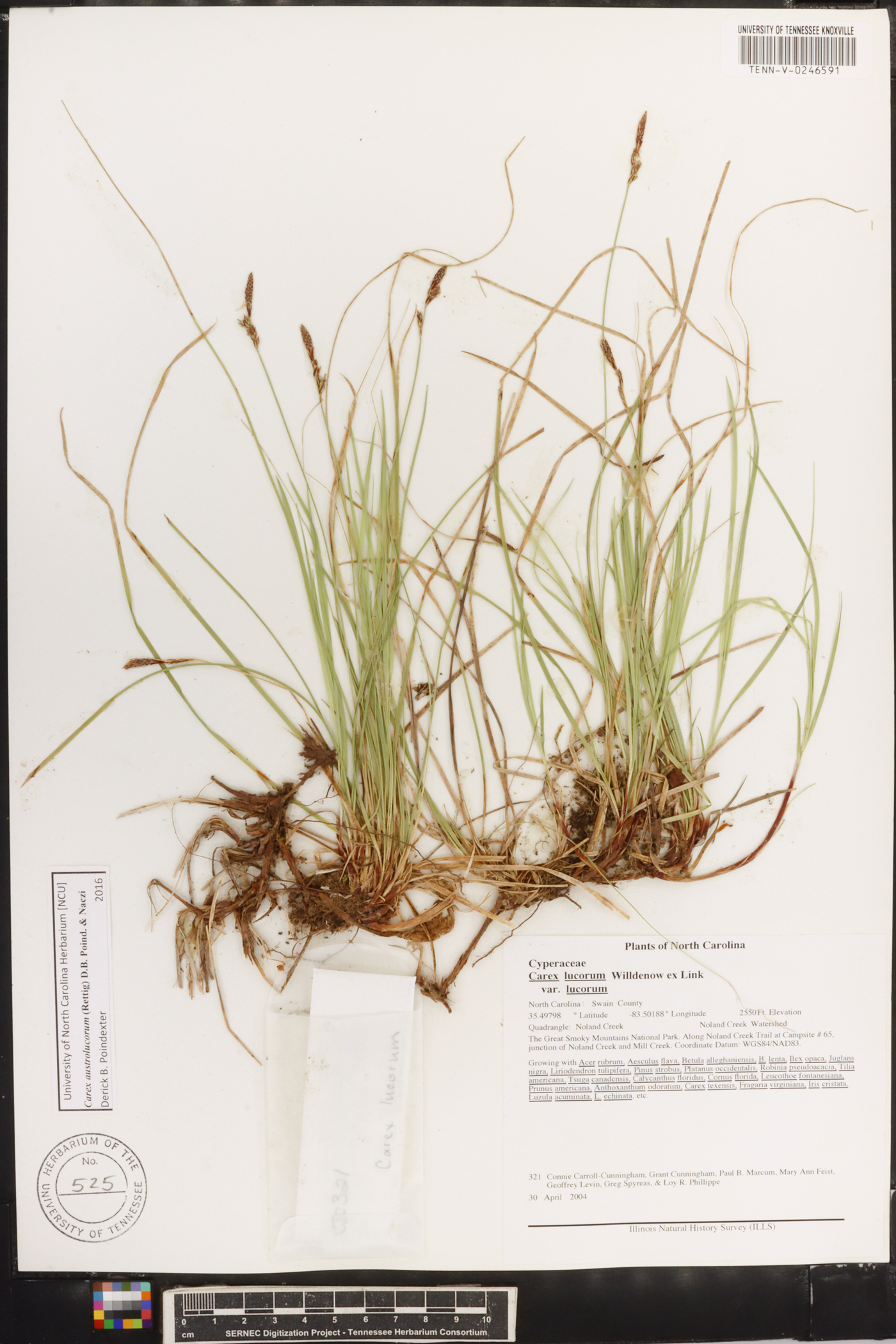 Carex austrolucorum image