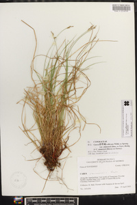 Carex albicans var. albicans image