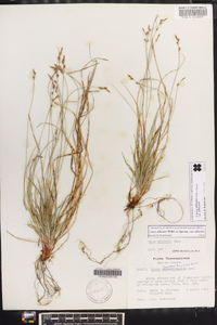 Carex albicans var. albicans image