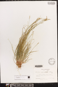 Carex albicans var. albicans image