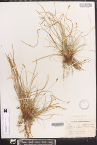 Carex albicans var. albicans image