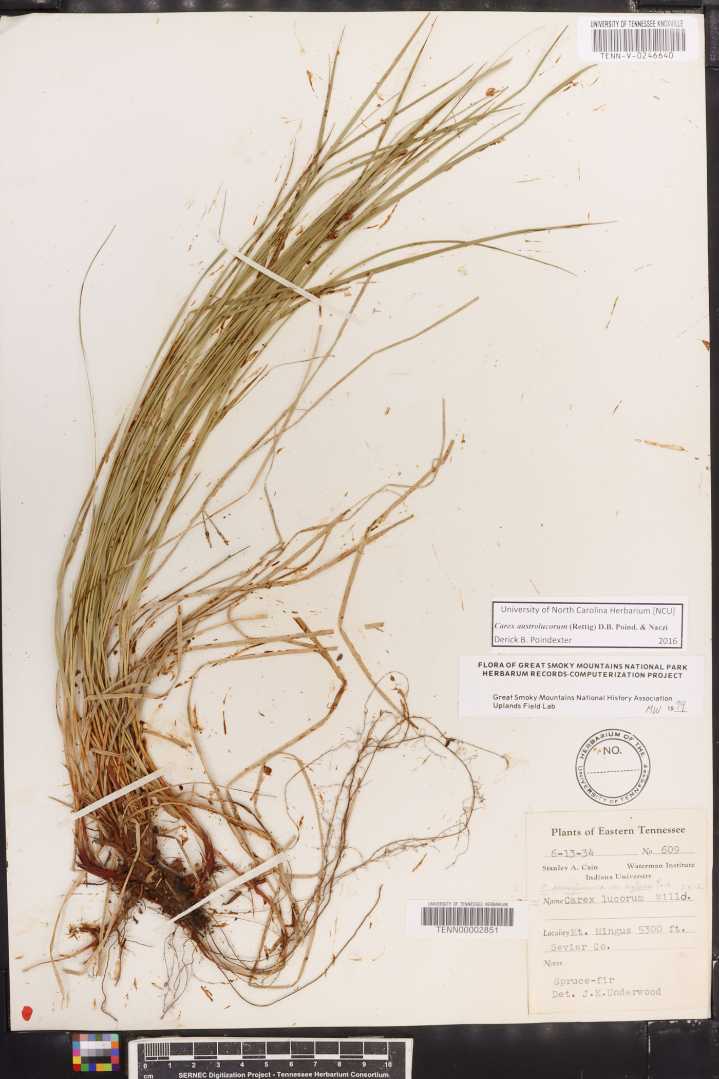 Carex austrolucorum image