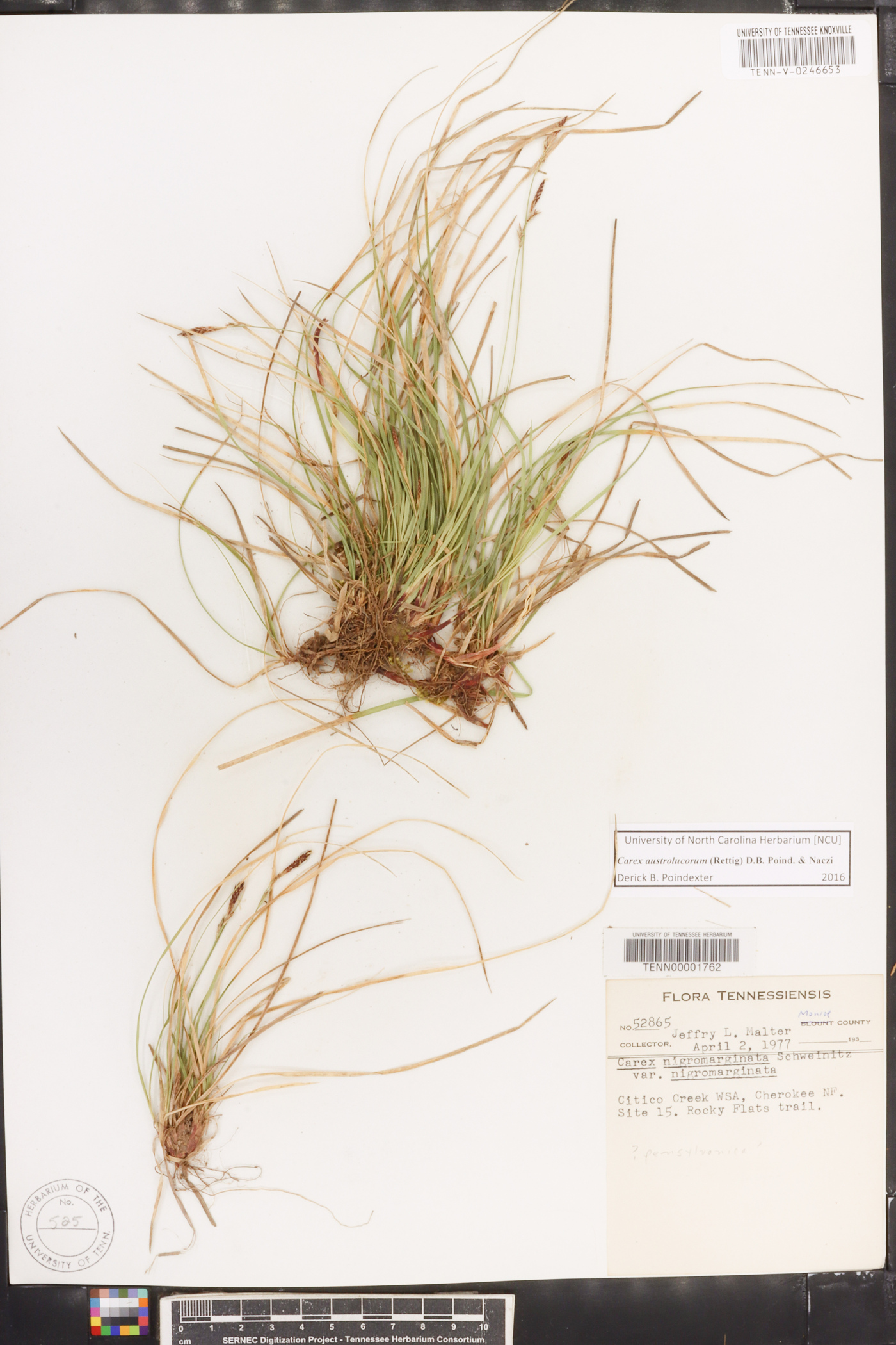 Carex austrolucorum image