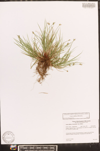 Carex deflexa image