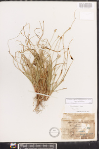 Carex peckii image