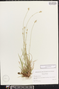 Carex peckii image