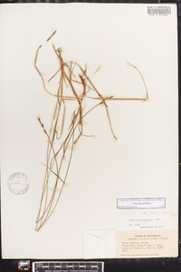 Carex peckii image