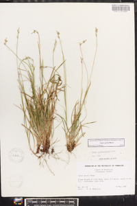 Carex peckii image