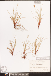 Carex deflexa image