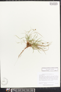 Carex deflexa image