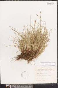 Carex peckii image