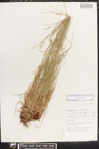 Carex peckii image