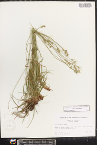 Carex peckii image