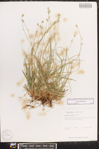 Carex peckii image