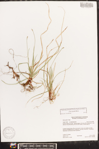 Carex peckii image