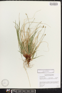 Carex peckii image