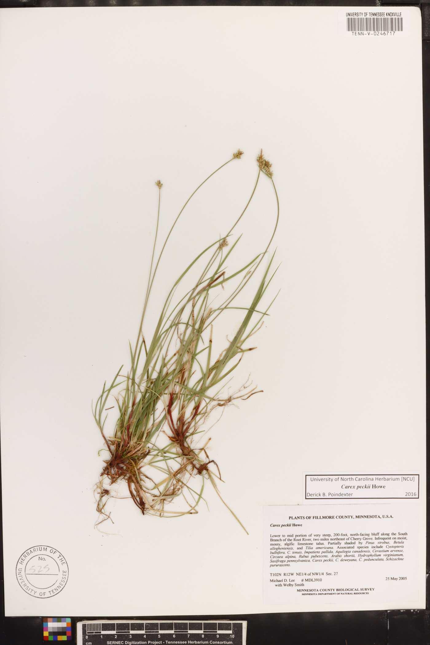 Carex peckii image