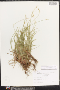 Carex peckii image