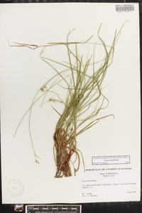 Carex peckii image