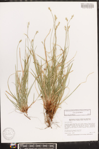 Carex peckii image