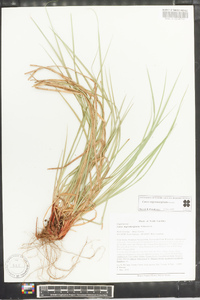 Carex nigromarginata image