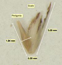 Carex emmonsii image