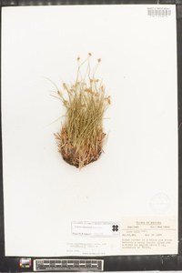 Carex emmonsii image